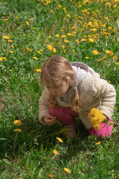 Una niña de 3 años recoge dientes de león en un soleado día de primavera