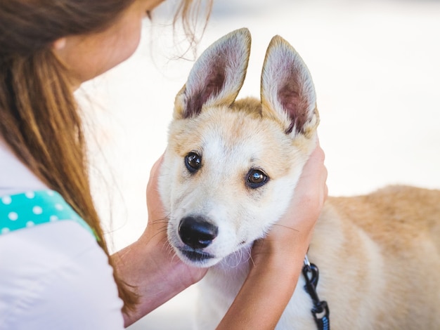 La niña abraza a su amado perro husky_