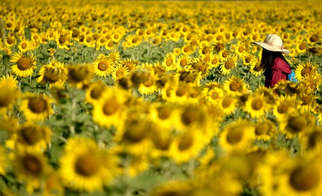 Una niña (abrigo rojo) en un campo de girasol amarillo