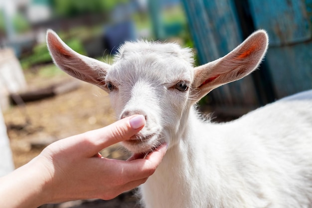 La niña acaricia al cabrito. Niña con una cabra