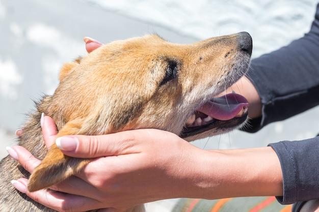 La niña acaricia al perro. Manos de una joven acariciando a un perro, primer plano