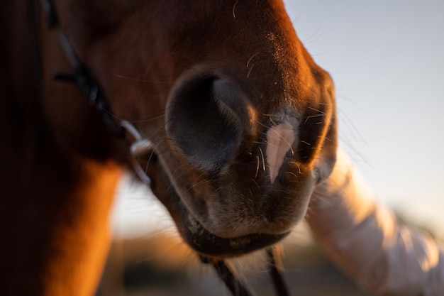 La niña acaricia la cara del caballo Primer plano de la nariz de un animal Atardecer al atardecer