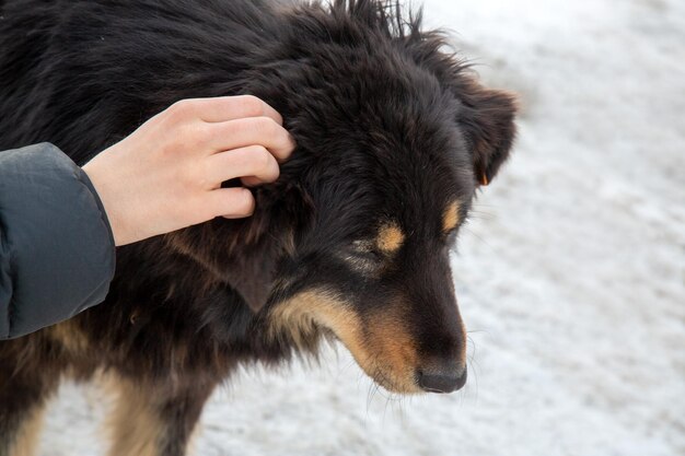 La niña acaricia a un perro sin hogar Cuidado de animales Un refugio para animales sin hogar