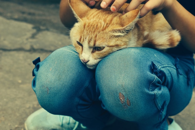 Niña acariciando un gato gato sin hogar