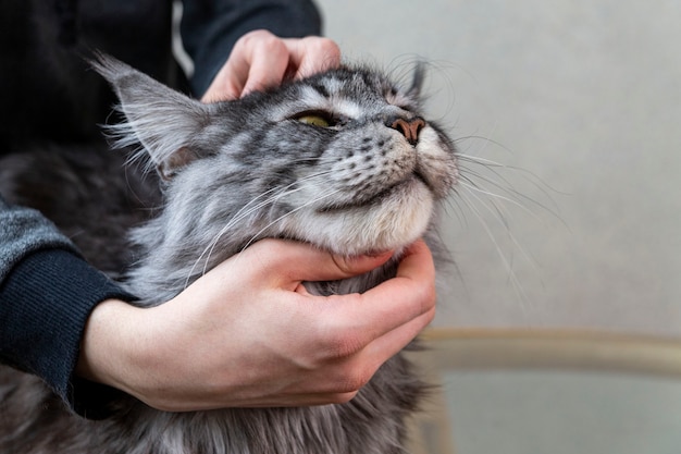 Una niña acariciando a un gato Maine Coon. Cuidado de mascotas