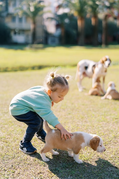 Foto una niña acariciando a un pequeño cachorro inclinado en un prado verde