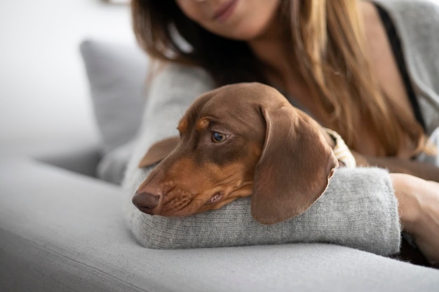 Niña acariciando a un pequeño perro Dachshund en el sofá de casa