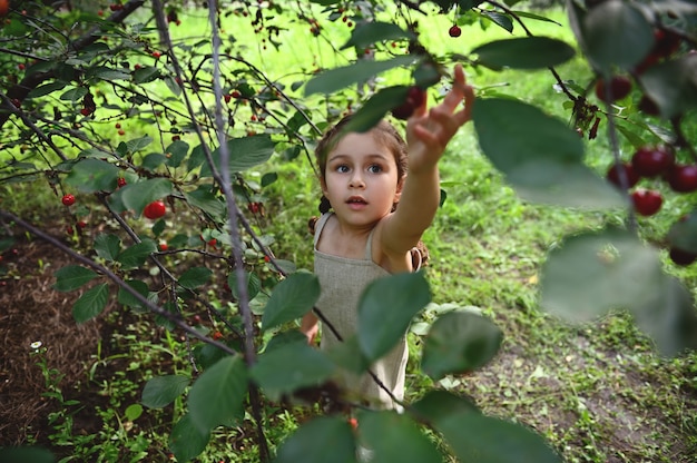 Una niña adorable que levanta su mano para recoger cerezas en el jardín. Cosechando cerezas en un día de verano