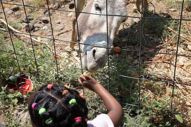 Niña alimenta burro en el zoológico