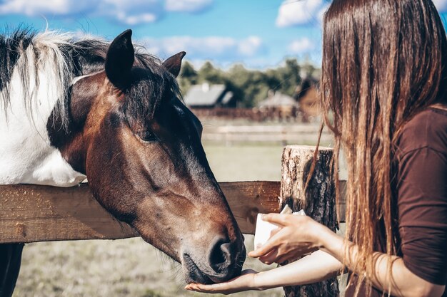 Una niña alimenta a un caballo de sus manos.