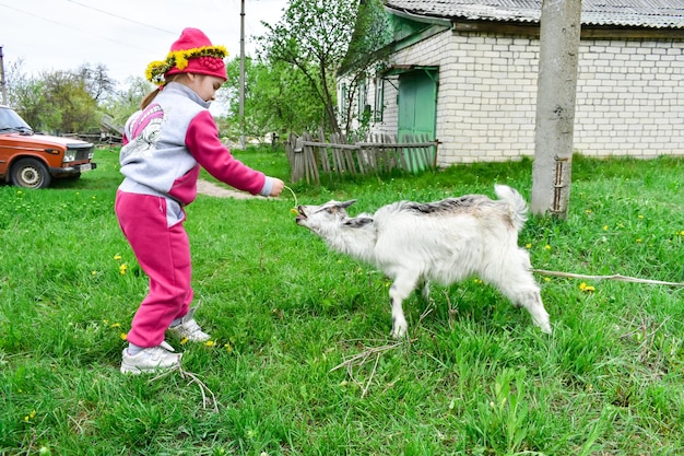 La niña alimenta una cabra blanca con dientes de león amarillos en el césped en verano soleado