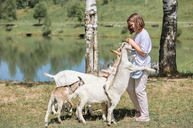 Niña se alimenta y juega con cabras en una granja