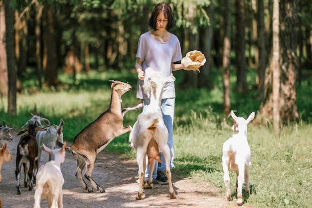 Niña se alimenta y juega con cabras en una granja