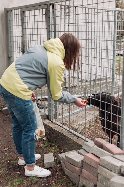 Una niña alimenta a una oveja marrón. Un animal come manzanas a través de una red en una jaula. Un mamífero está en un zoológico.
