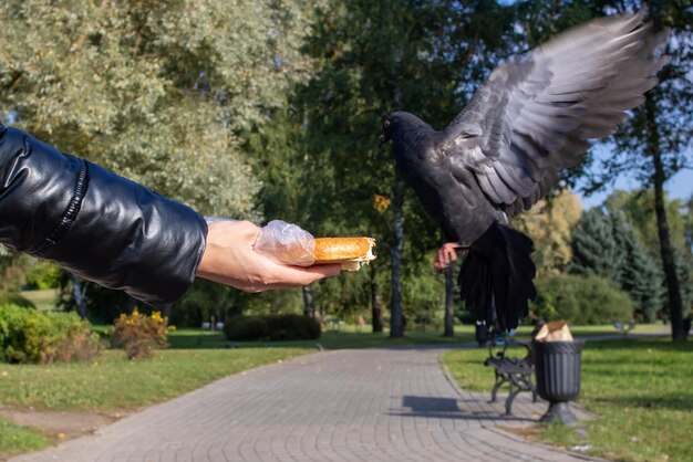 Una niña alimenta palomas de sus manos.