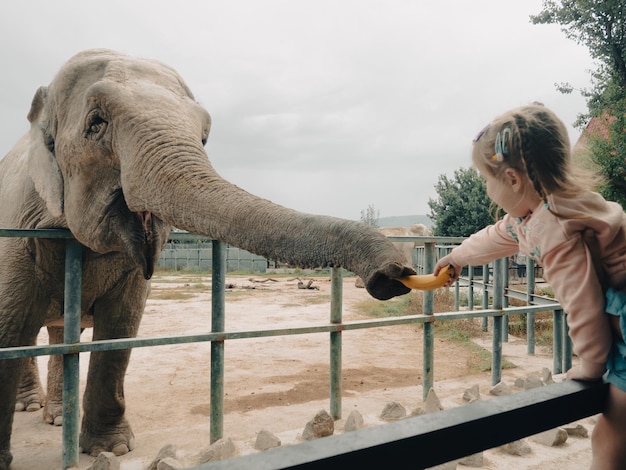 Niña alimentando a un elefante con un plátano en el zoológico