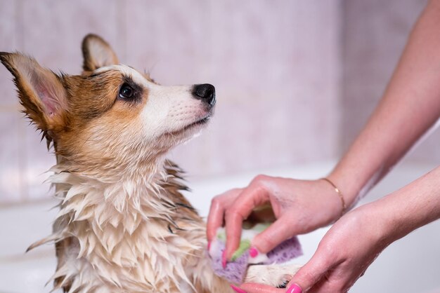 Una niña baña a un pequeño cachorro Pembroke Welsh Corgi en la ducha Una niña lava las patas de un perro con un cepillo de esponja Un pequeño perro feliz Concepto de cuidado Vida animal Salud espectáculo raza de perro