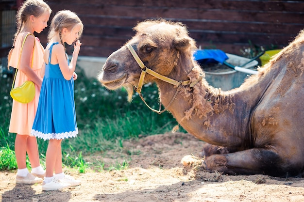 Niña con camellos en el zoológico en cálido y soleado día de verano.