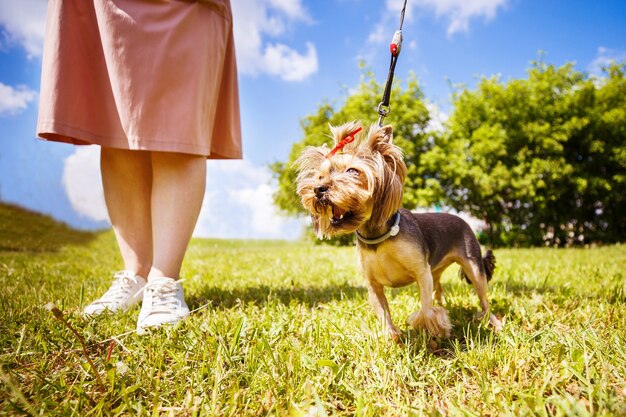 una niña camina con un perro en el parque. Yorkshire terrier