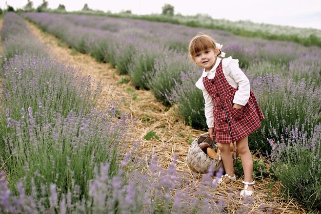 Niña camina recogiendo flores en un campo de lavanda.