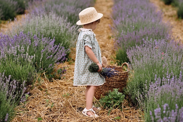 Niña camina recogiendo flores en un campo de lavanda.