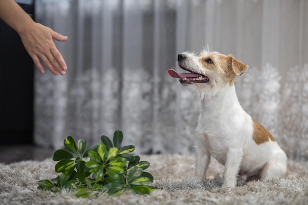 La niña castiga al perro con un gesto de la mano Jack Russell Terrier volvió la maceta sobre la alfombra Desorden en la casa