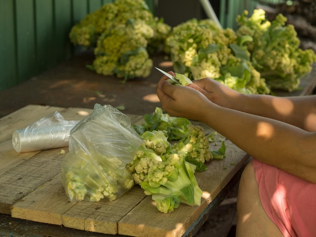 La niña corta la cosecha de coliflor con un cuchillo en pedazos para congelar durante el invierno.