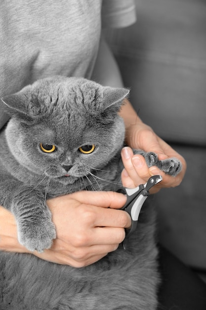 La niña corta las garras del gato en el interior de la casa.