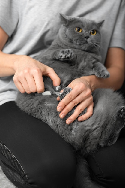 La niña corta las garras del gato en el interior de la casa.