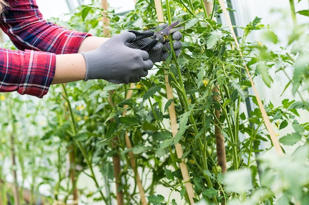 Una niña cuida las verduras en el jardín corta con tijeras forma arbustos brotes y arbustos de tomate altos tomates pasinkovanie