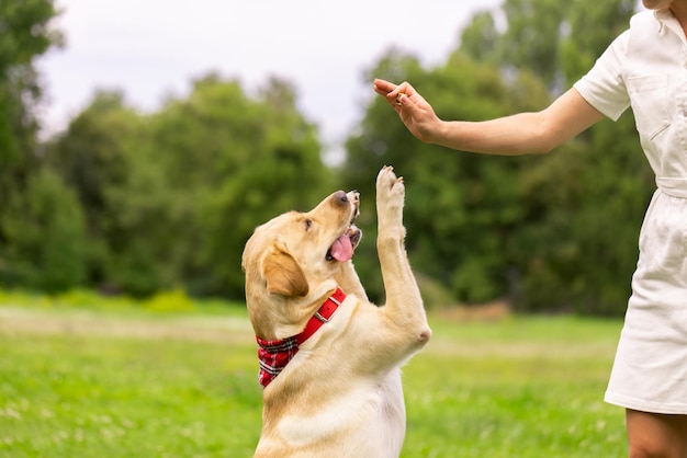 Una niña le da un regalo a un perro labrador en el concepto de entrenamiento de perros del parque