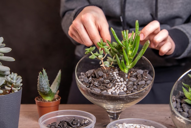 La niña decora una composición de suculentas con piedras en un florario de cristal Pasatiempos casa flores