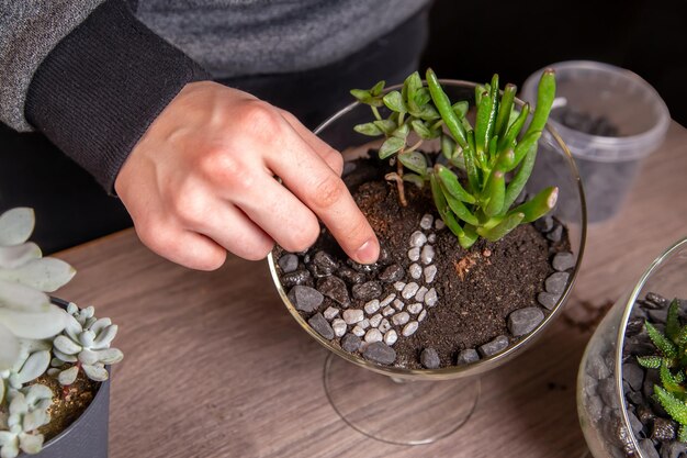 La niña decora una composición de suculentas con piedras en un florario de cristal. Pasatiempos, flores caseras.