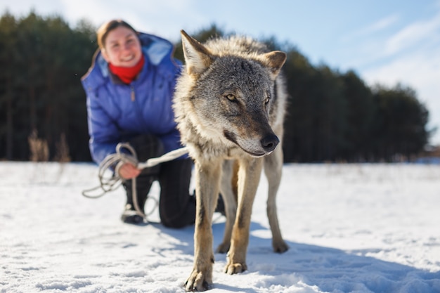 La niña se dedica a entrenar a un lobo gris en un campo nevado y soleado.