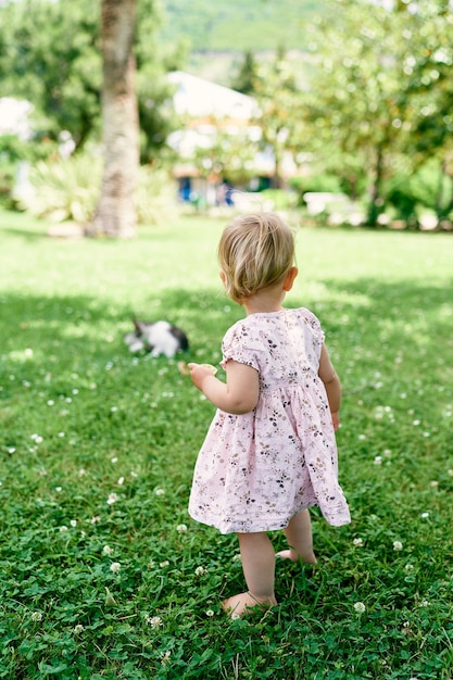 Niña se encuentra en un césped verde y mira a un gato