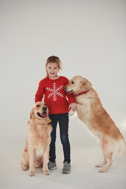 La niña está con dos perros perdigueros de oro en el estudio contra el fondo blanco