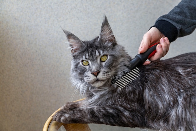 Una niña está peinando el pelaje de un gato Maine Coon Cuidado del cabello Cuidando a las mascotas