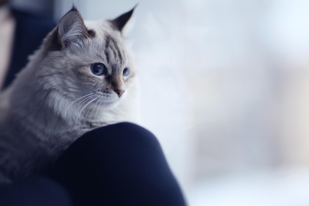 Niña con un gato en la ventana