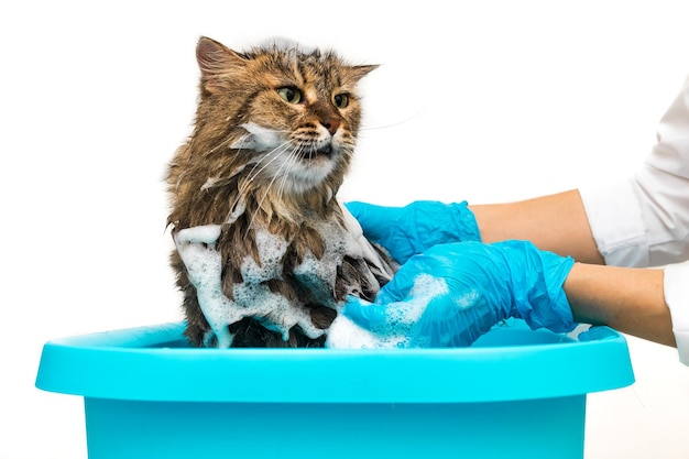 Una niña con guantes azules lava a un gato en una palangana