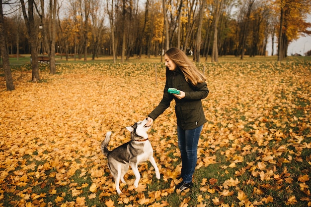 La niña de las hojas amarillas del parque de otoño juega y alimenta al perro husky