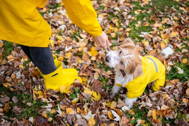 Una niña con un impermeable amarillo y botas y un cachorro de jack russell terrier están jugando juntos en un parque de otoño.