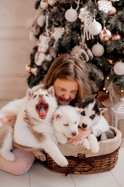 Niña jugando con cachorros husky cerca de árbol de Navidad