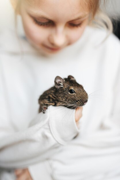 Niña jugando con una pequeña ardilla de animal degu