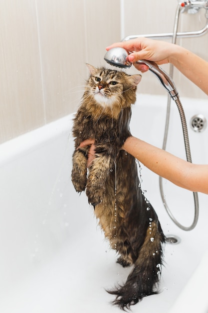 La niña lava un gato mullido en la ducha en un baño blanco