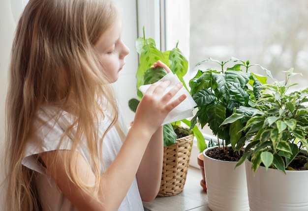 La niña limpia el follaje de las plantas de interior, cuidado de las plantas de interior