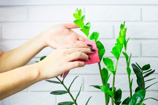 La niña limpia las hojas verdes de la flor con un trapo rosado. Concepto de limpieza de la casa