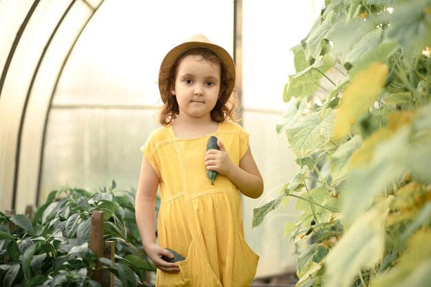 Niña linda niña recogiendo pepinos maduros en invernadero de huerta