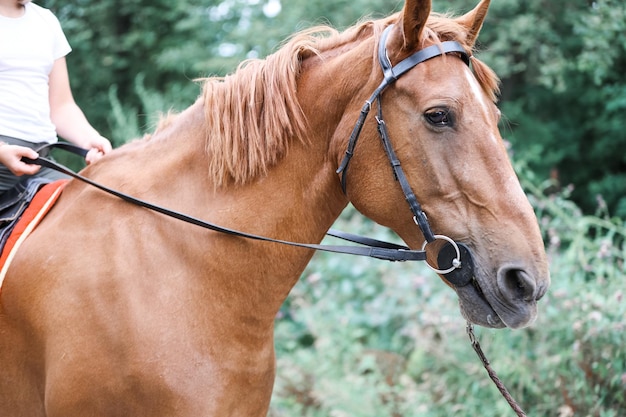 Una niña monta un caballo en el caluroso verano.