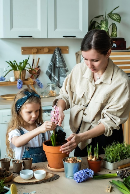 Niña y mujer trasplantan flores y plantas de interior plantan bulbos jacintos microgreens juntos