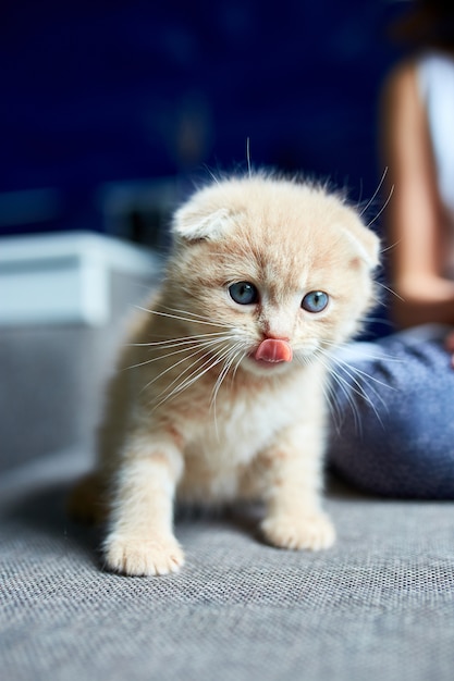 La niña niño juega con un gatito juguetón en casa.